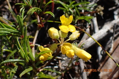Rhynchosia ferulifolia