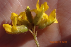 Rhynchosia ferulifolia
