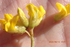 Rhynchosia ferulifolia