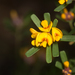 Pultenaea - Photo (c) Liana, μερικά δικαιώματα διατηρούνται (CC BY-NC), uploaded by Liana