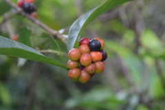 Ixora ferrea