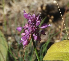 Allium carinatum pulchellum