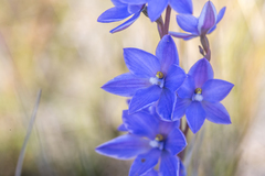 Thelymitra purpurata