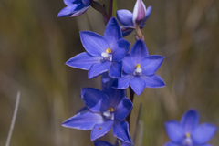 Thelymitra purpurata
