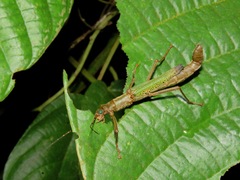 Orthomeria superba
