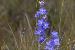 Thelymitra purpurata