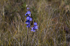 Thelymitra purpurata