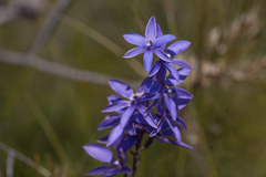 Thelymitra purpurata