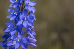 Thelymitra purpurata