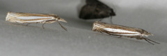 Crambus laqueatellus