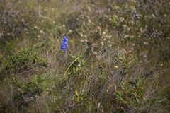 Thelymitra purpurata