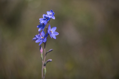 Thelymitra purpurata