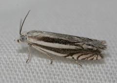 Eucosma striatana