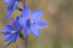 Thelymitra purpurata