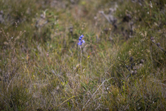 Thelymitra purpurata