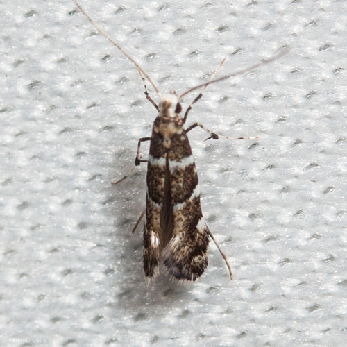 Madrone Skin Miner photo 3