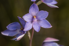 Thelymitra purpurata