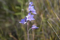 Thelymitra purpurata