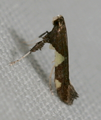 Caloptilia umbratella