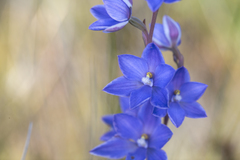 Thelymitra purpurata