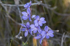 Thelymitra purpurata