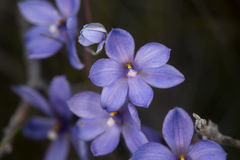 Thelymitra purpurata