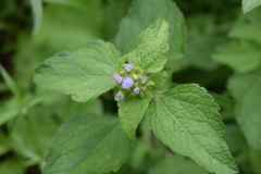 Ageratum conyzoides