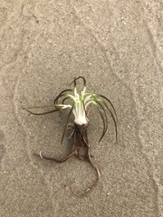 Isoetes echinospora