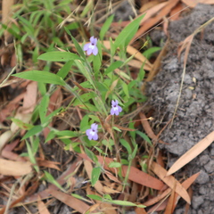 Lobelia stenophylla