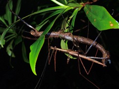 Diesbachia hellotis