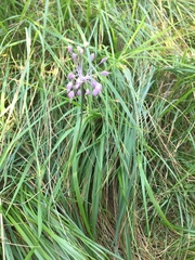Allium carinatum pulchellum