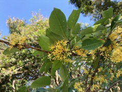 Toxocarpus wightianus