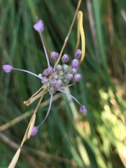 Allium carinatum pulchellum