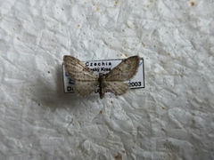 Eupithecia dodoneata