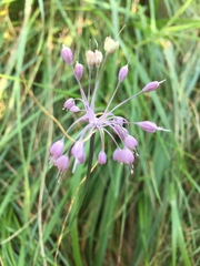 Allium carinatum pulchellum