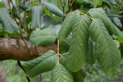 Ormosia krugii