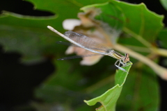 Platycnemis