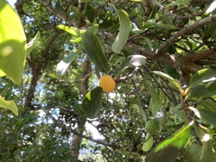 Garcinia oblongifolia