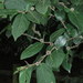 Ficus coronata - Photo (c) Victor W Fazio III, μερικά δικαιώματα διατηρούνται (CC BY-NC), uploaded by Victor W Fazio III