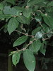 Creek Sandpaper Fig - Photo (c) Victor W Fazio III, some rights reserved (CC BY-NC), uploaded by Victor W Fazio III