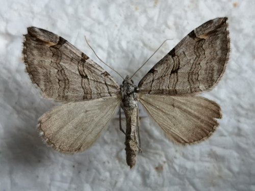 piadivka úhorová (Aplocera plagiata)