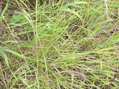 Brachypodium pinnatum