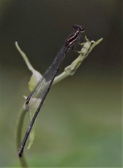 Prodasineura autumnalis