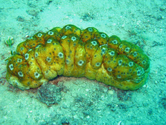 Stichopus ocellatus image