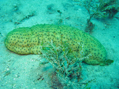 Stichopus herrmanni