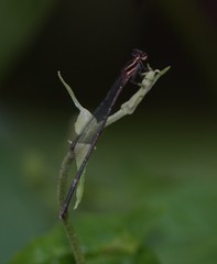 Prodasineura autumnalis