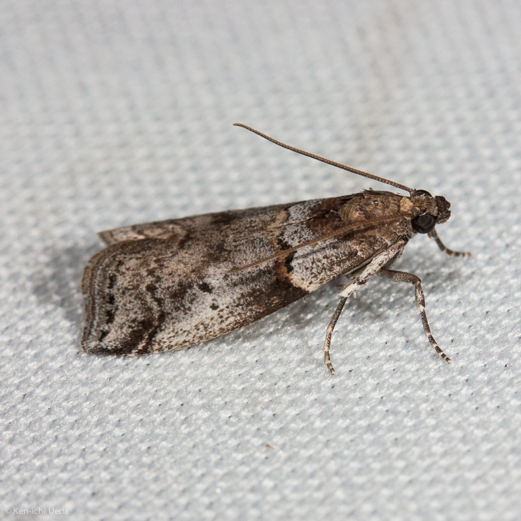 Acrobasis comptella