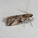 Acrobasis comptella - Photo (c) Ken-ichi Ueda, some rights reserved (CC BY), uploaded by Ken-ichi Ueda