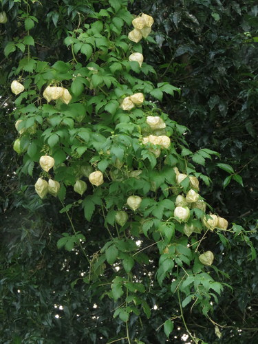 Cardiospermum grandiflorum