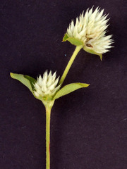 Gomphrena nitida